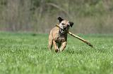 BORDER TERRIER 086